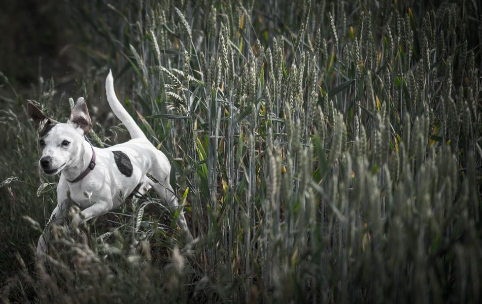 Dog Meadow