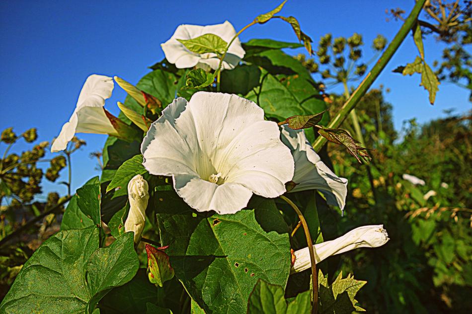 Bindweed Hedge Trumpet