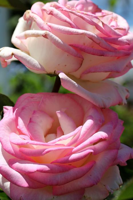 Rose Pink Flower