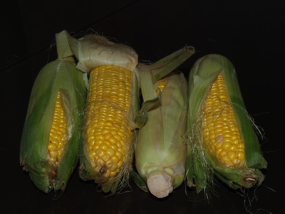 Corn The Ear Harvest