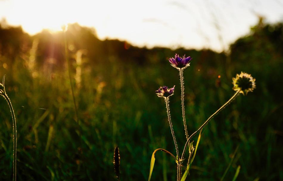 Flower Insect in Nature