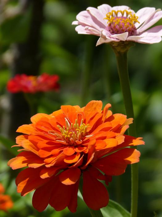 wildflowers in the garden