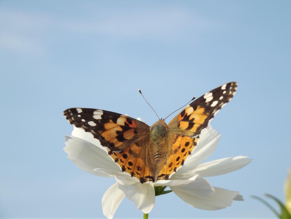 Butterfly Flower Nature free image download