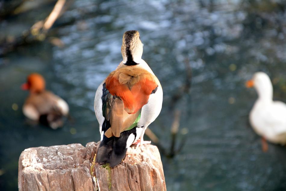 Cute ducks at the zoo
