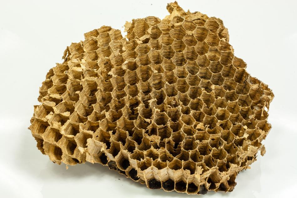 Wasps in Honeycomb
