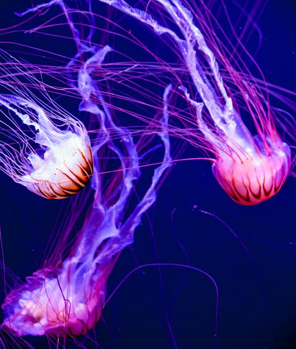 Jellyfish Glow Aquatic