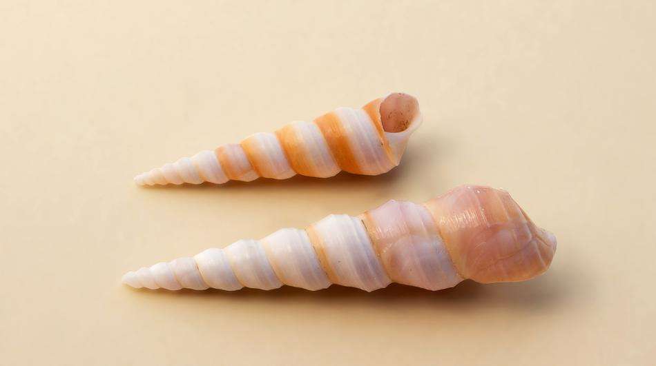 sharp curled shell