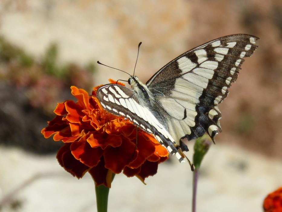 Butterfly Papilio Machaon