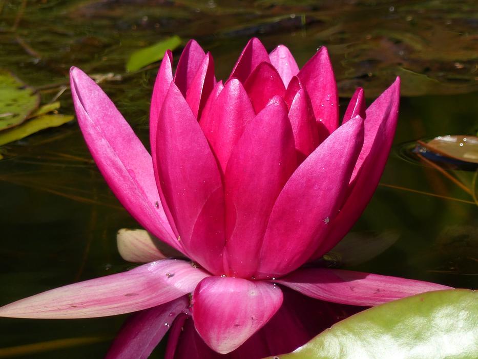 pink gorgeous lily