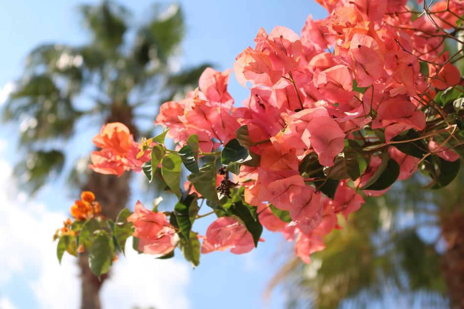 beautiful flowers in the garden on a tree
