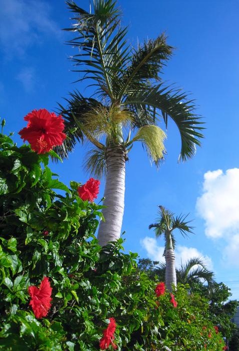 gorgeous tropical palms