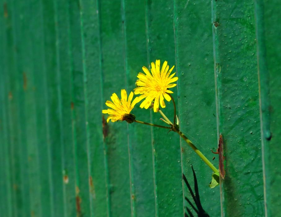 yellow small flowers on a green background