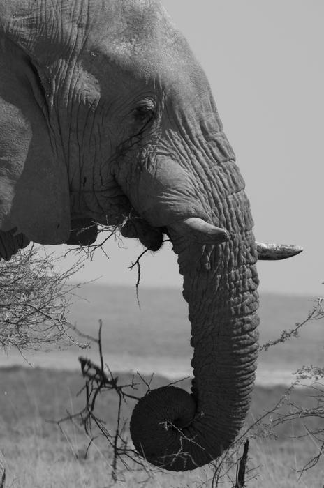 A beautiful gray elephant