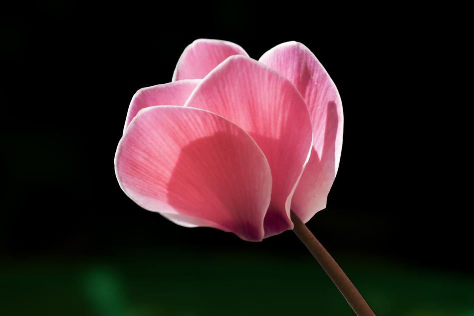 Cyclamen Flower Rosa