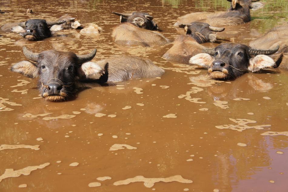 floating cows in water