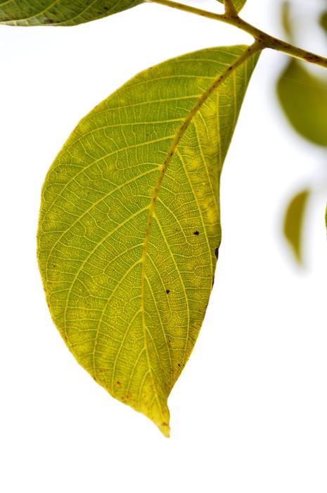Leaf Green Leaves