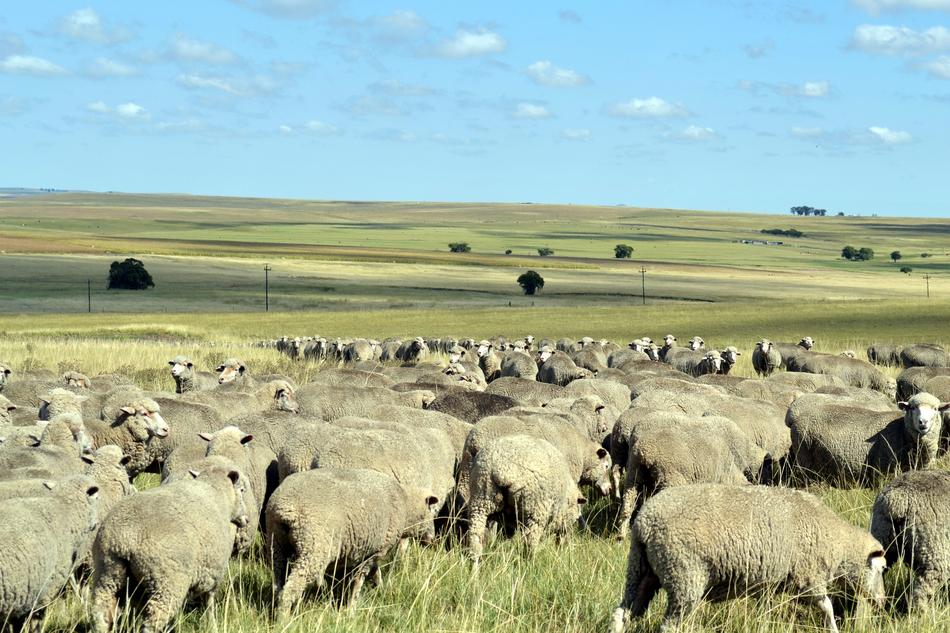 Sheep Countryside Flock