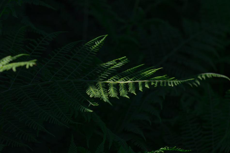 Fern Green Leaf