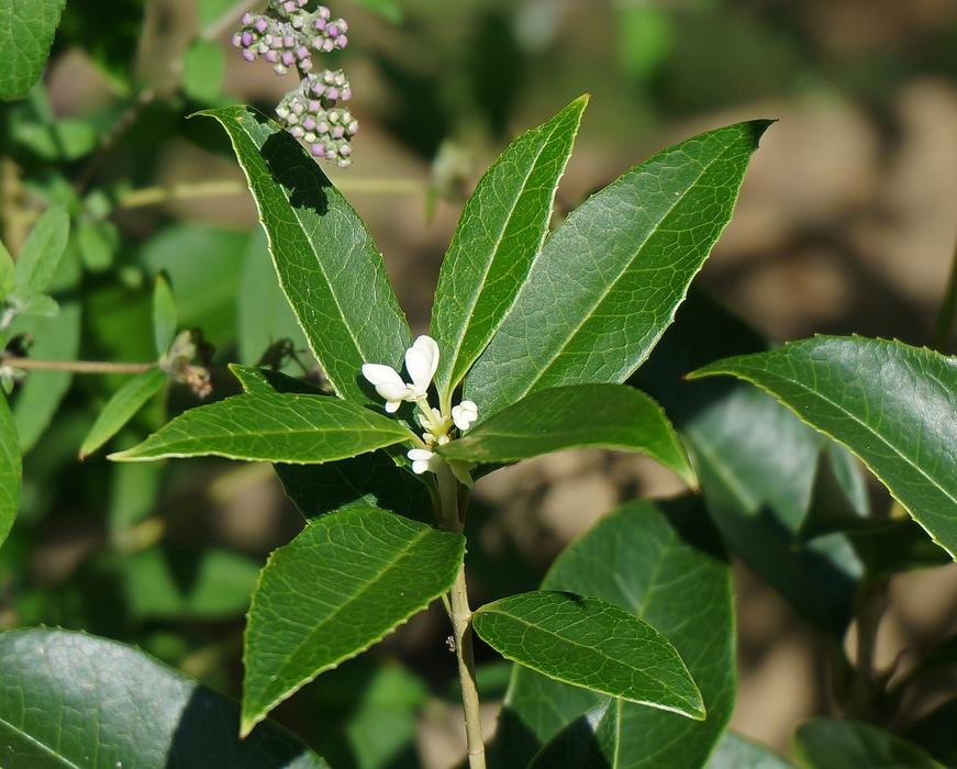 Sweet Olive Blossoms