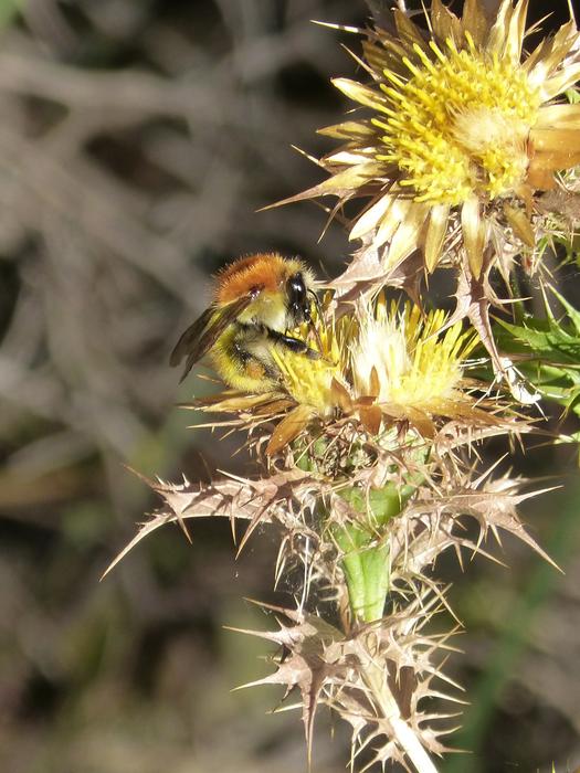 bumblebee on flowers on a branch