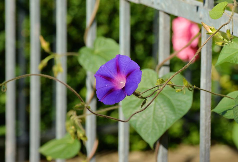 Morning Glory Climber Plant Garden