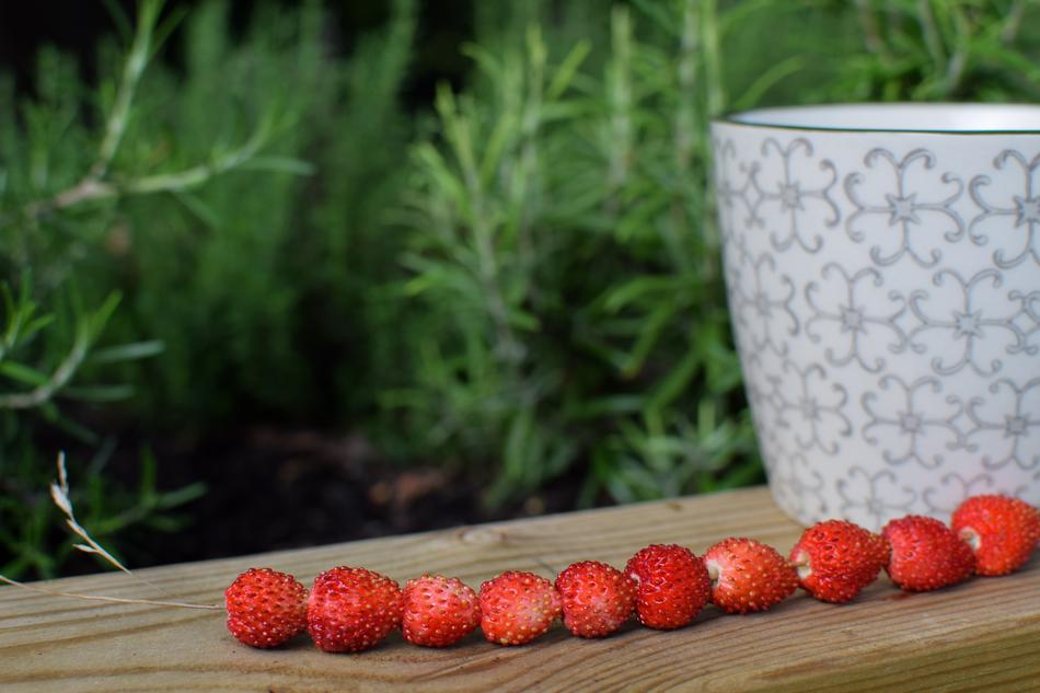 A row of strawberries on the table