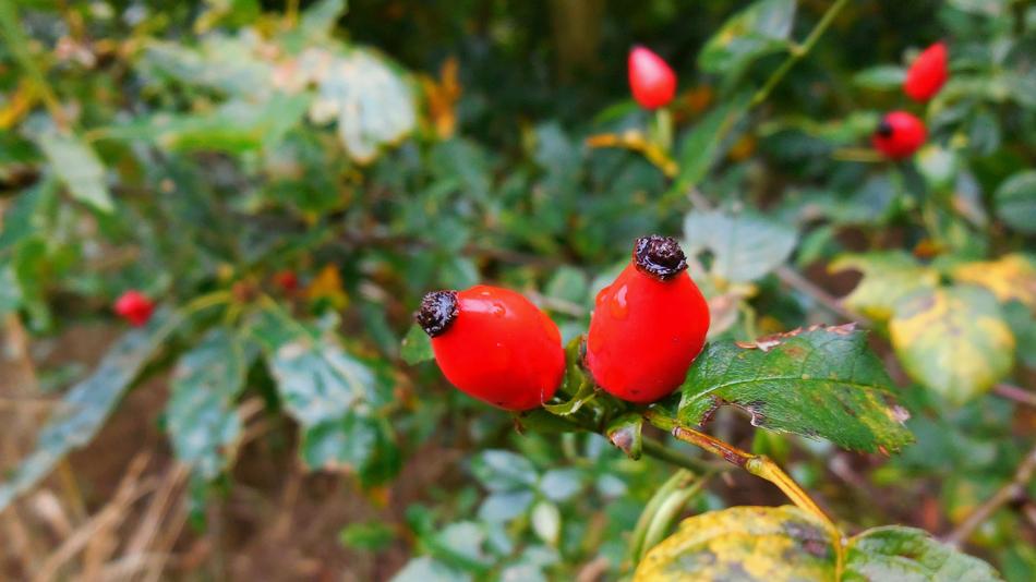 Hip Autumn Red