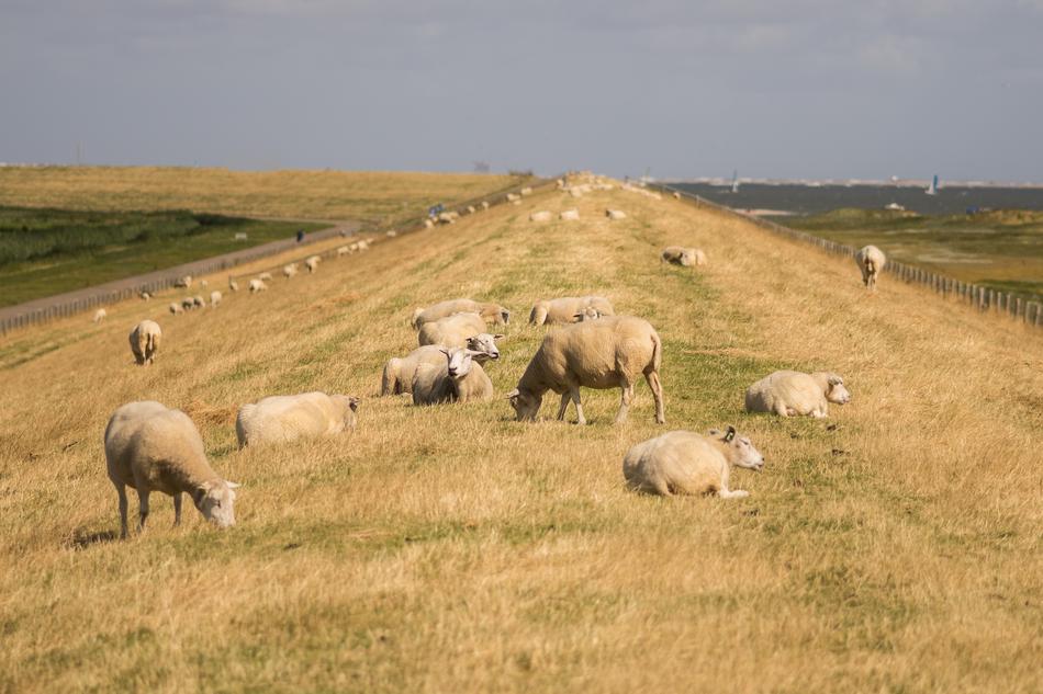 flock of sheep grazes outdoors in the Netherlands