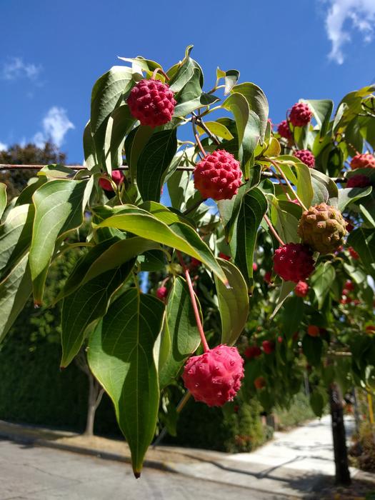 Kousa Dogwood, Cornus kousa, branch with ripe Fruits