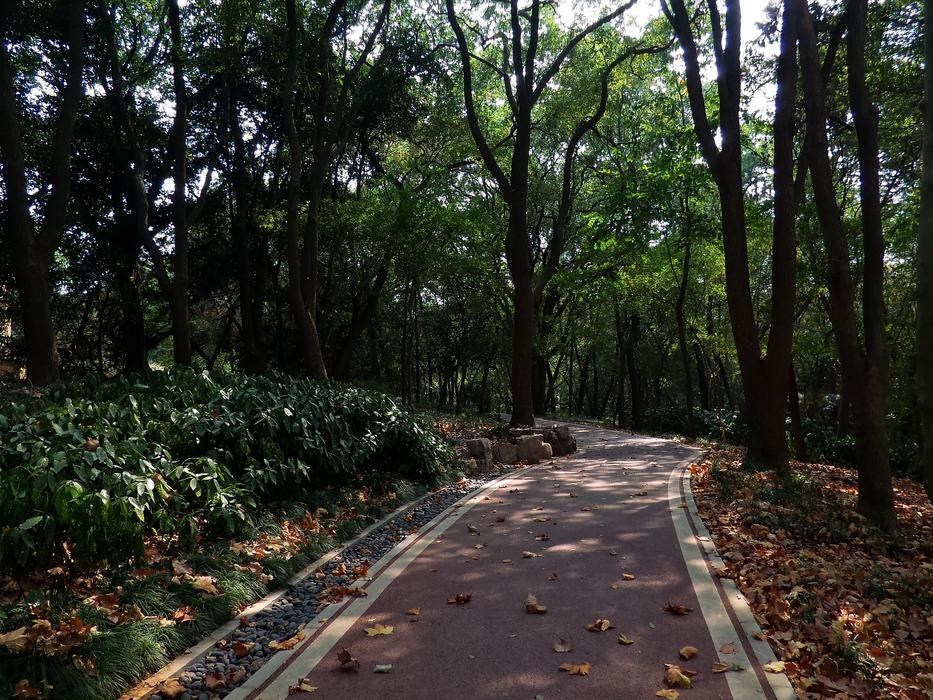 Mountains Quiet Tree-Lined Path