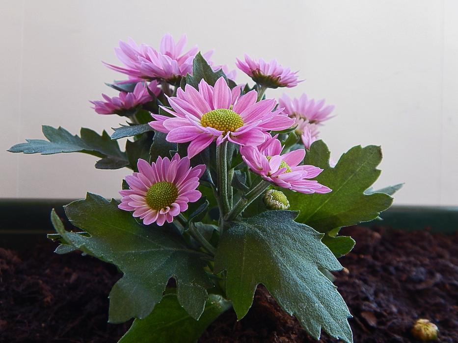 Flower Gerbera Color