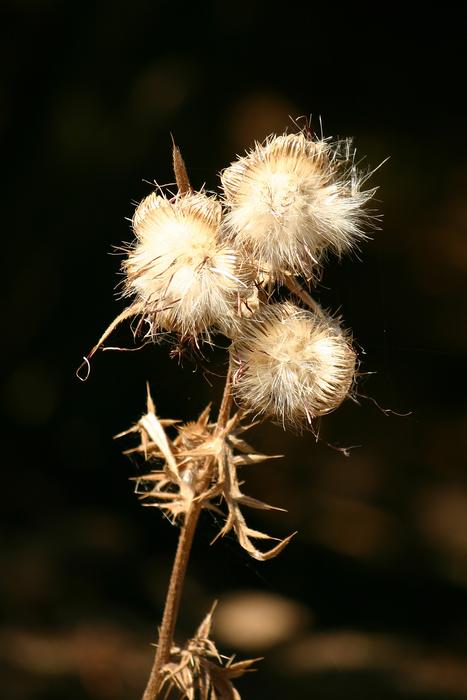 white prickly flowers on a dark background