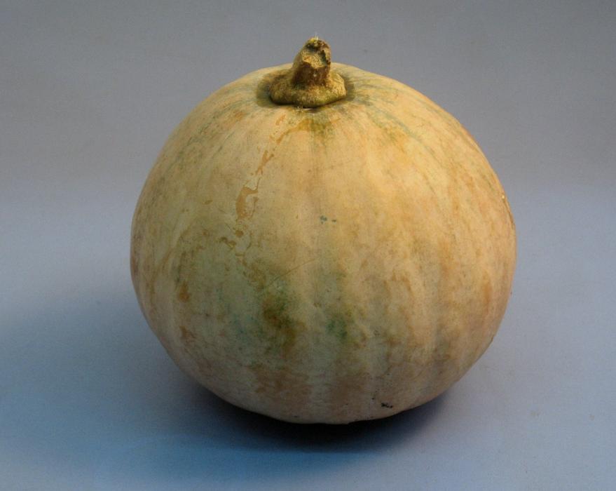 A delicious ripe pumpkin on a gray background