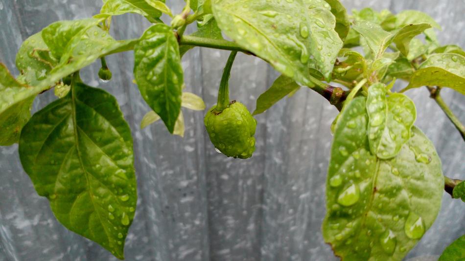 Chili Leafs