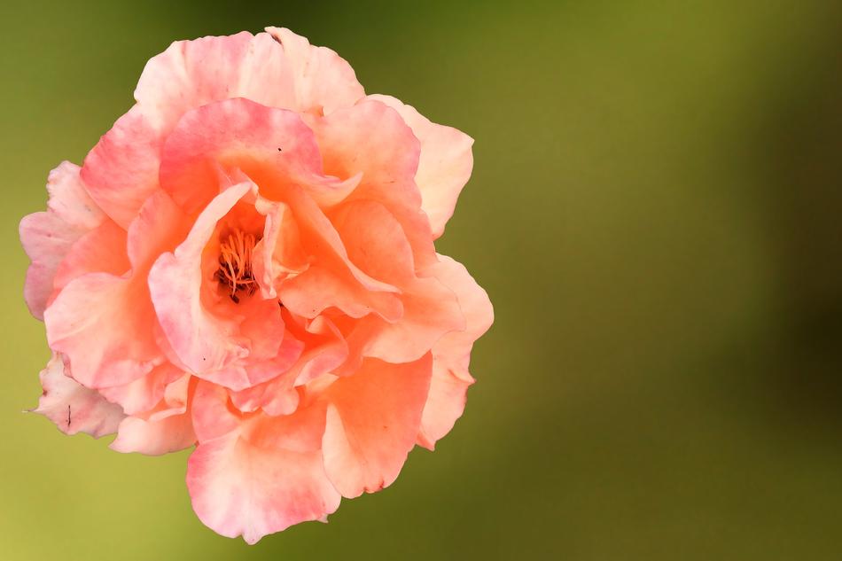 Rose Blossom Bloom