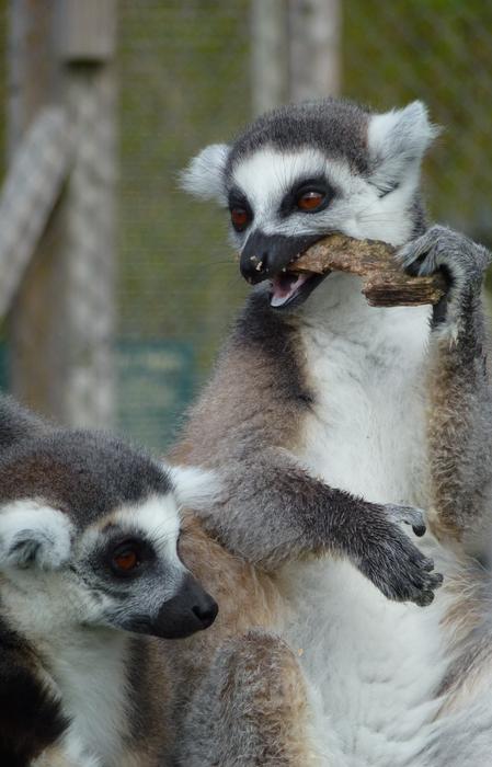 Lemur'S Longleat Eating Sun