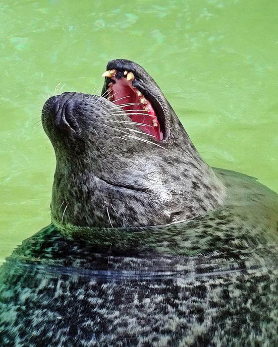 charming Seal Animal