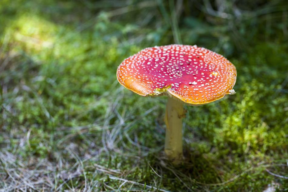 Poisonous fly fungus in the forest