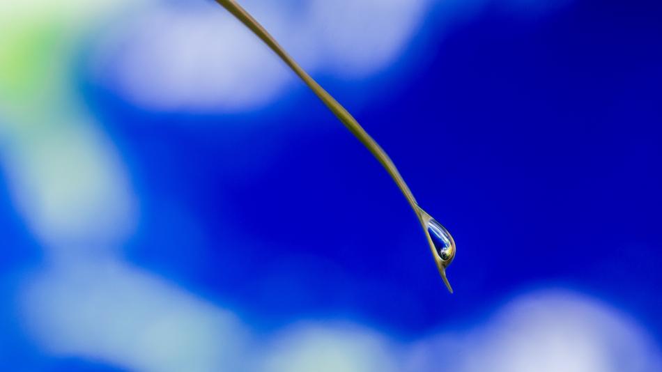 drop of water on a blade of grass on a blue background