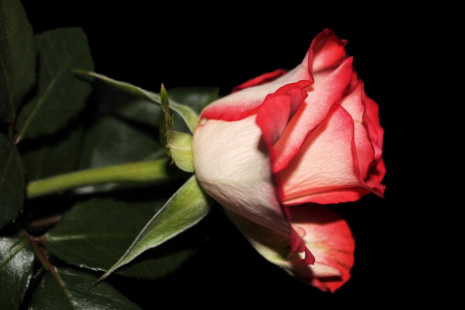 Rose Blossom Bloom Bi