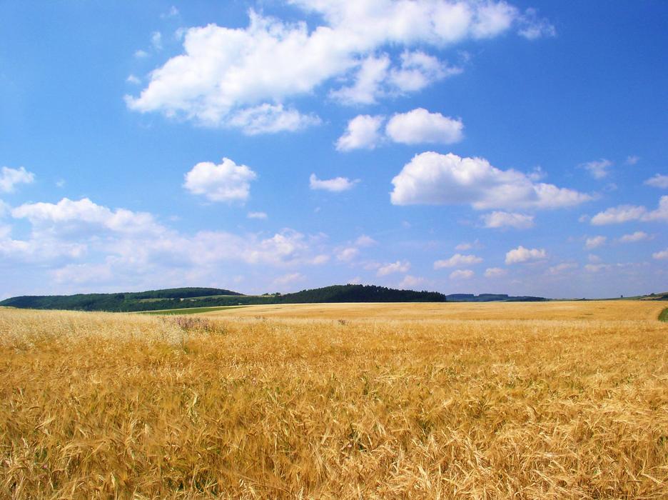 Field Grain