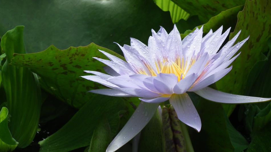 Lilac Colored Flower
