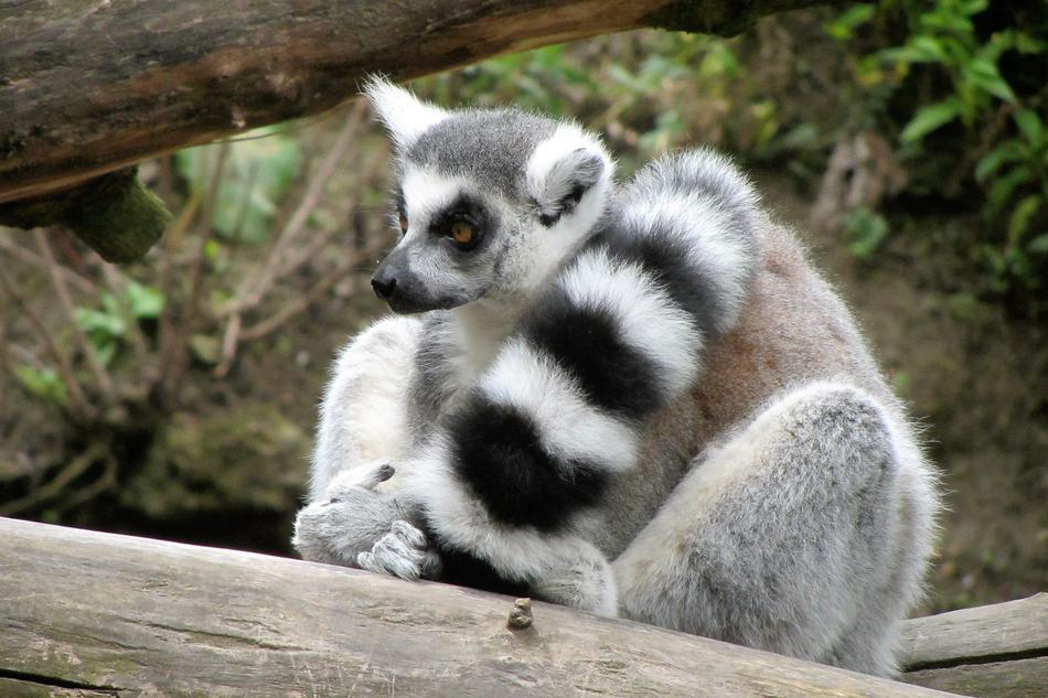 Zoo Ring-Tailed Lemur Monkey Long