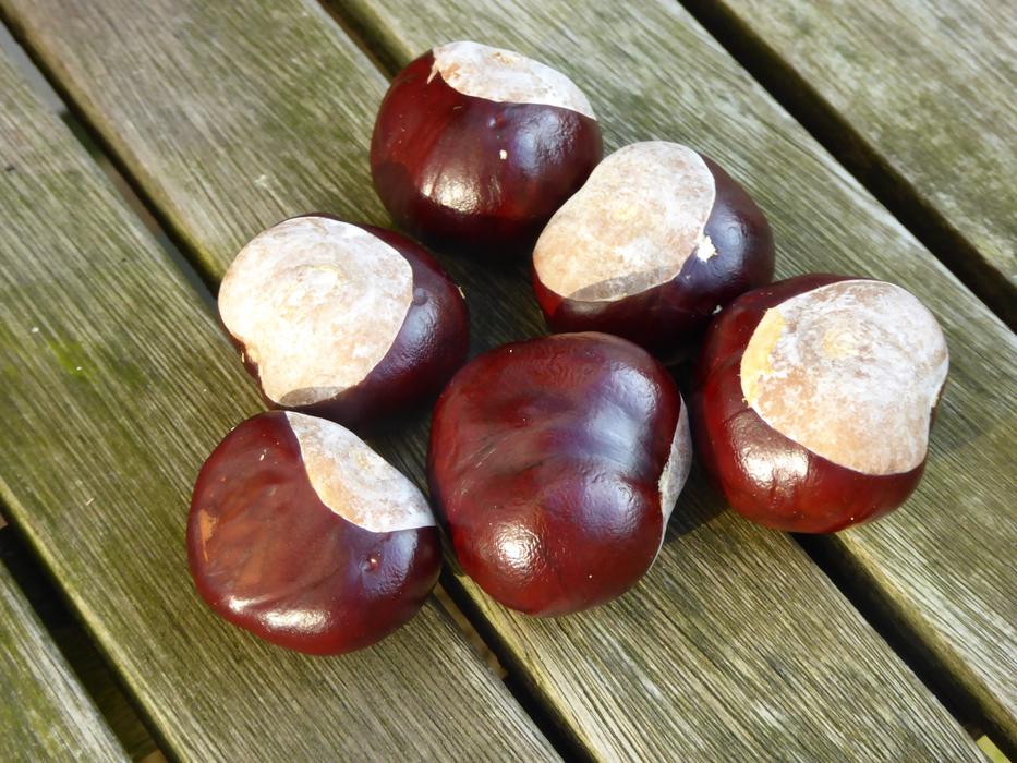 Chestnut Collected Autumn