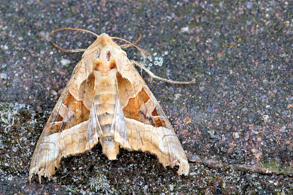 close up of the nocturnal butterfly
