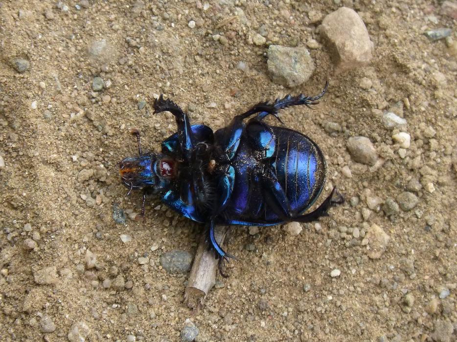 Beetle Belly Up Iridescent