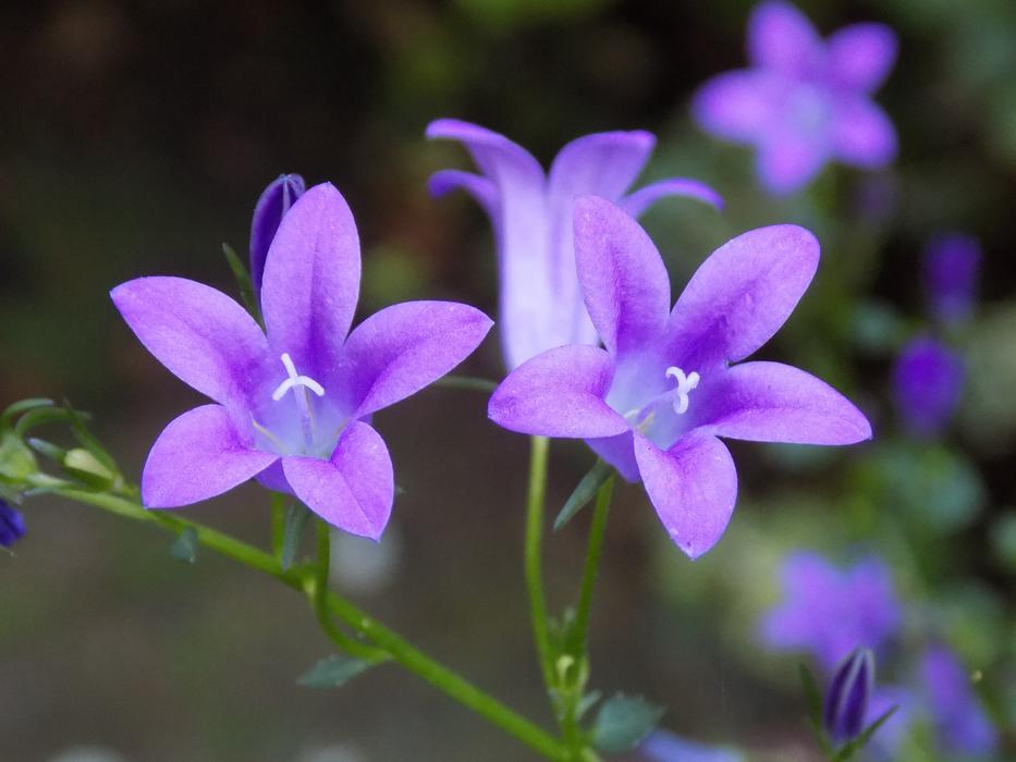Violet Violaceae