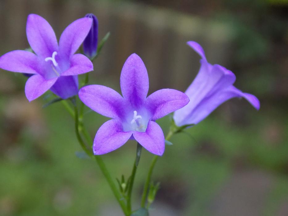 Violet Violaceae