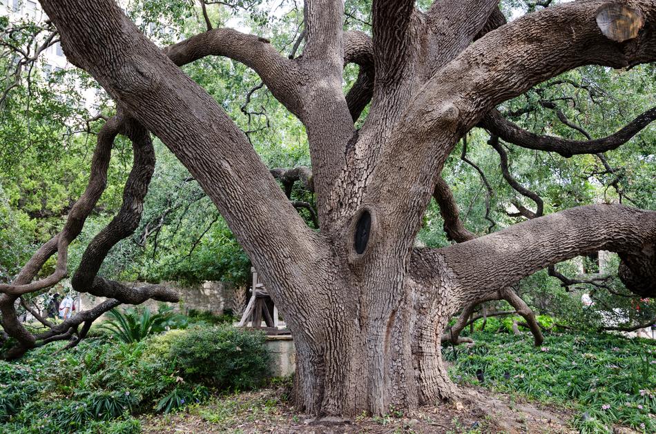 a big old tree in the woods