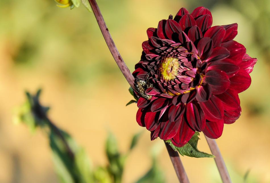 Dahlia Flower Blossom